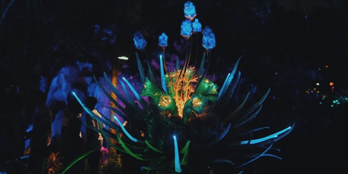 1920x1080 Free stock photo of neon, neon flowers, night