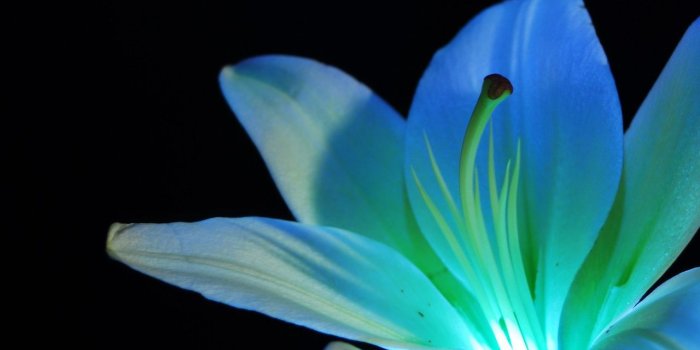 1280x720 Neon Flowers #6893988