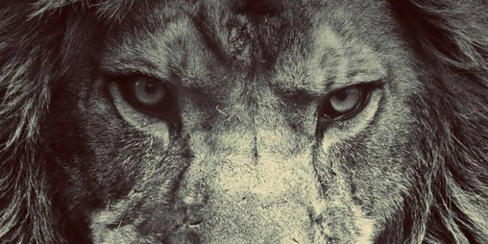 720x1280 Lion wallpaper by P3TR1T - f4 - Free on ZEDGE™