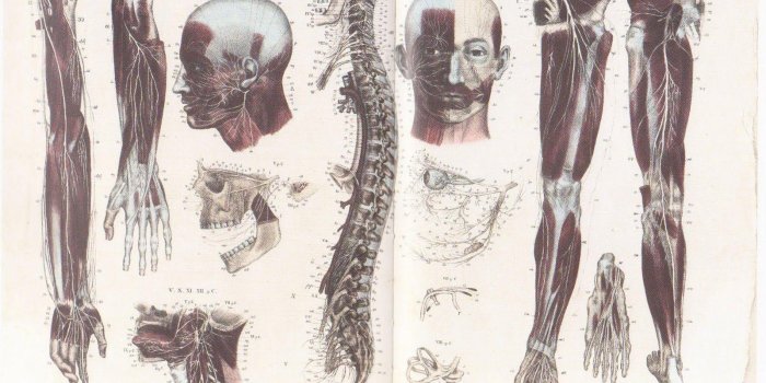 1600x1121 Human Anatomy Wallpapers