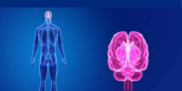 1024x768 Spinal and Cranial Nerves Nursecepts The Nervous System