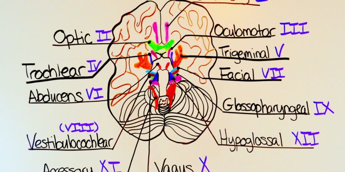 2118x1392 How to Remember the Cranial Nerves