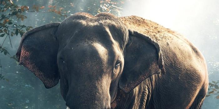 1125x2436 bimbit murah ada disini: Iphone Xs Elephant Wallpapers