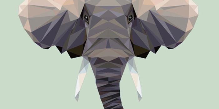 1080x1920 Elephant Wallpaper Wallpaper Backgrounds Iphone Wallpapers