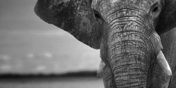 1080x1920 Elephant Iphone Wallpapers Desktop Wallpaper - Elephant Iphone X