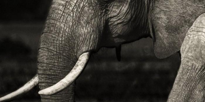 1080x1920 Elephant iPhone Wallpaper (74+ images)