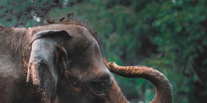 1000x1500 Elephant Wallpapers: Free HD Download [500+ HQ] | Unsplash