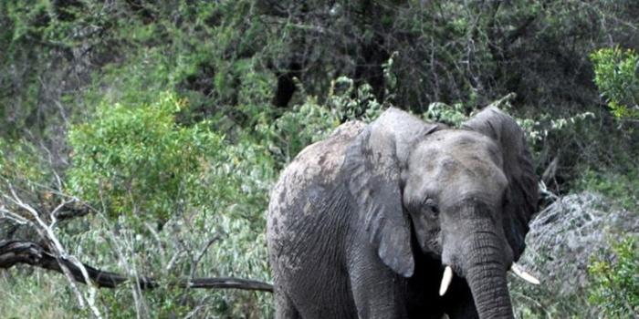 750x1334 45+] Elephant iPhone Wallpaper on WallpaperSafari