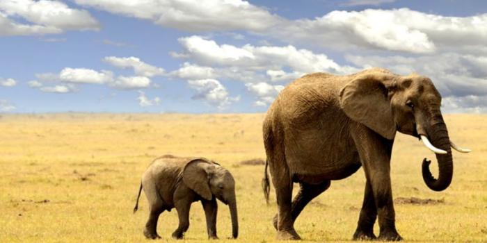 883x1584 Elephant Iphone Wallpaper , (56+) Pictures