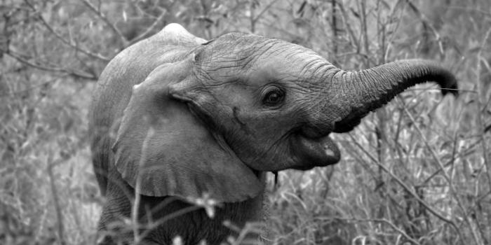 1921x1280 61+ Baby Elephant Wallpapers on WallpaperPlay