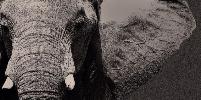 736x1087 Black Elephant iPhone Wallpapers - Top Free Black Elephant iPhone