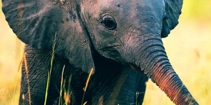 946x1397 Baby Elephant Wallpaper For Iphone | Amazing Wallpapers