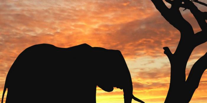 1242x2208 Elephant IPhone Wallpaper-SF5OG84.jpg - Picserio.com