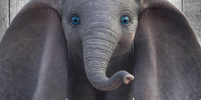 1280x2120 Download Dumbo, baby elephant, cute, 2019 movie wallpaper