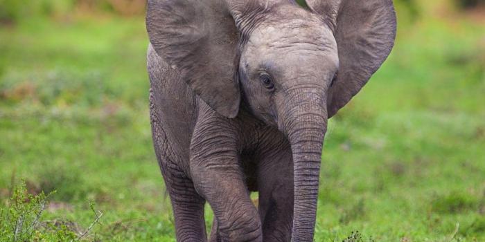 1600x1200 Baby Elephant Wallpapers