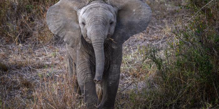 3840x2160 Baby African Elephant Ultra HD Desktop Background Wallpaper for 4K