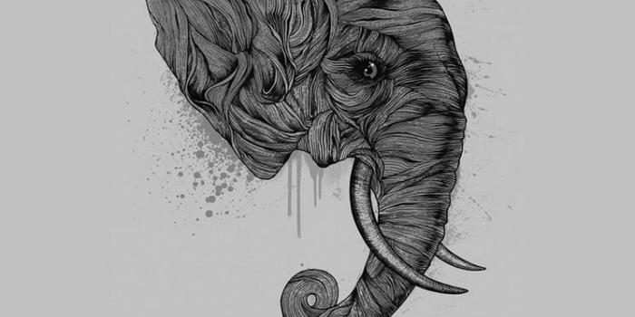 744x1392 Best elephant iPhone Wallpapers HD - iLikeWallpaper