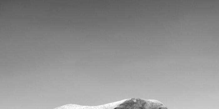 750x1334 Elephant Wall Paper posted by Christopher Tremblay