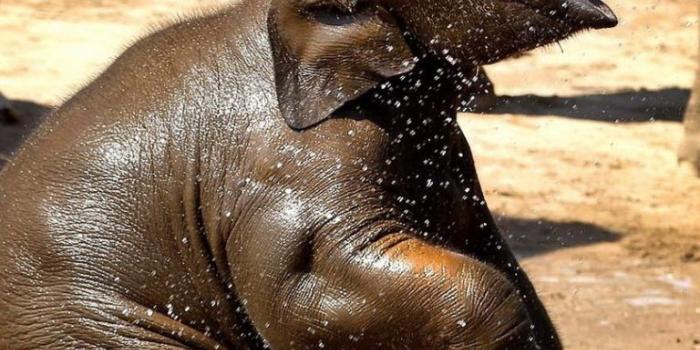 768x1024 Free download Baby Elephant Wallpaper For Iphone Wallpapers