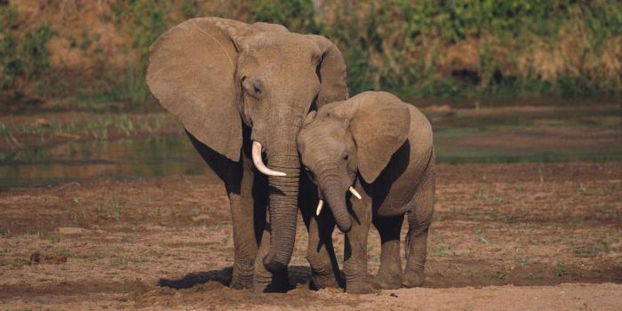 1600x900 Best 45+ Elephants Wallpaper on HipWallpaper | Elephants National