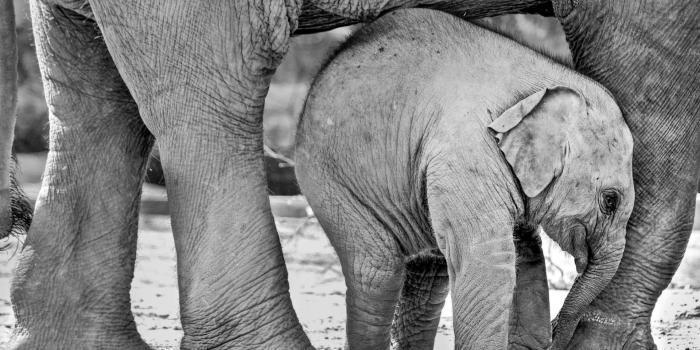 1920x1200 Africa Baby Elephants Wallpapers - 1920x1200 - 730616