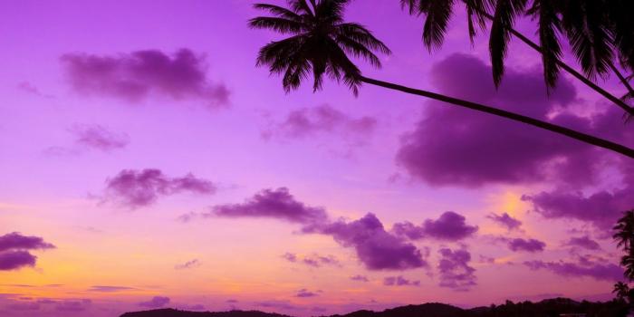 1332x850 Wallpaper sea, beach, sunset, tropics, palm trees, shore, beach