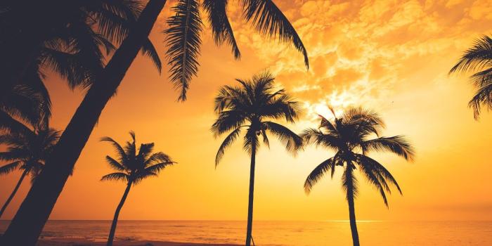 1332x850 Wallpaper sea, beach, summer, sunset, palm trees, shore