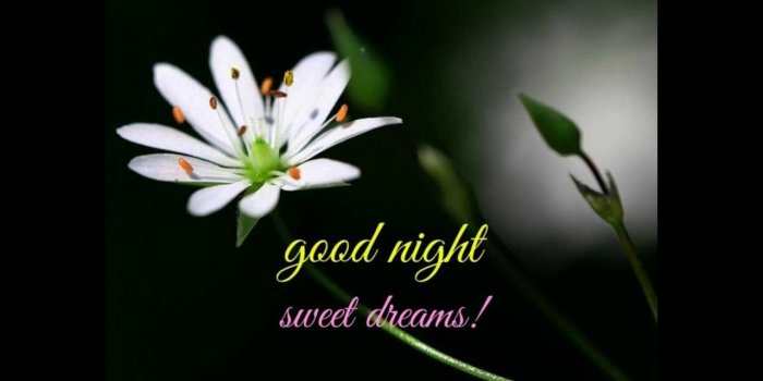 1280x720 70+ Beautiful Good Night Images, Pictures and More