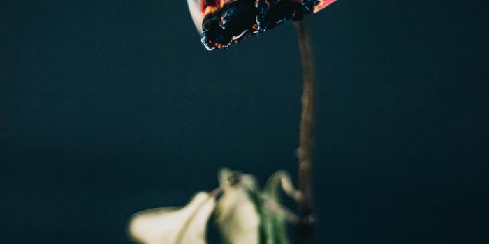3456x5184 Dying Flower Pictures | Download Free Images on Unsplash