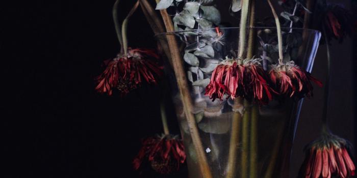 2734x4228 ITAP dead flowers from my ex boyfriend. (With images) | Dying