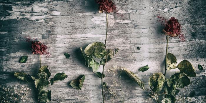 3840x2400 Dead Roses - 3840x2400 Wallpaper - Ecopetit.cat