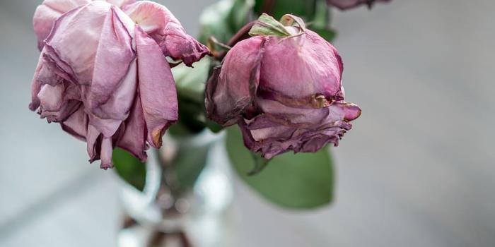910x1363 HD wallpaper: rose, vase, dead, dried flowers, petals, pink