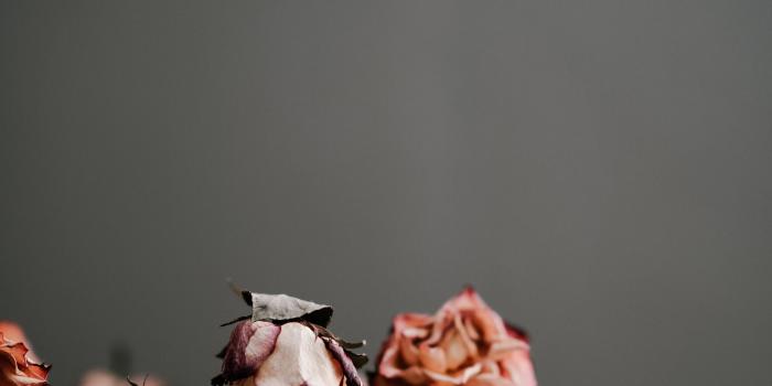 5304x7952 Dead Rose Pictures | Download Free Images on Unsplash