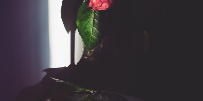 2592x3888 Dead Rose Wallpapers - Top Free Dead Rose Backgrounds