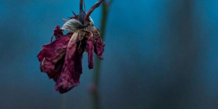 1024x1024 Nature Night Dark Dead Flower Memorial Field iPad Wallpapers Free