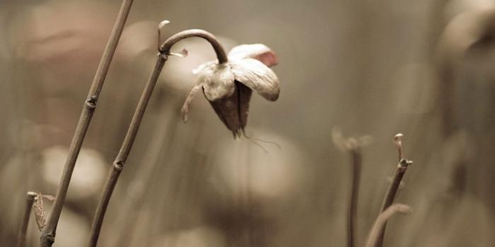 1024x1024 Dead flower iPad wallpaper