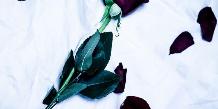 910x1365 HD wallpaper: flower, floral, rose, valentine, petals, dead, sad
