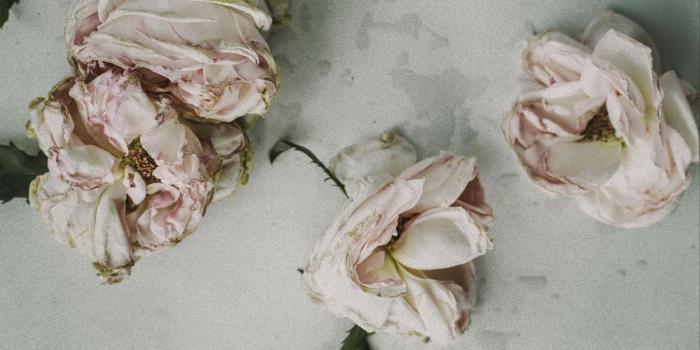 1200x798 From Tender Flowers in Wallpaper Wizard — HD Desktop Background