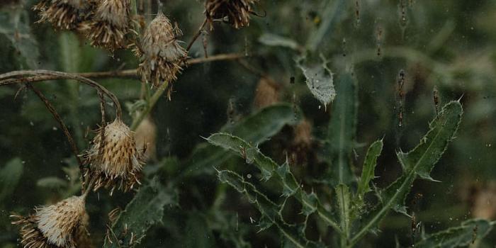 910x1365 dried flowers, greenhouse, vintage, grunge, old, window, dead