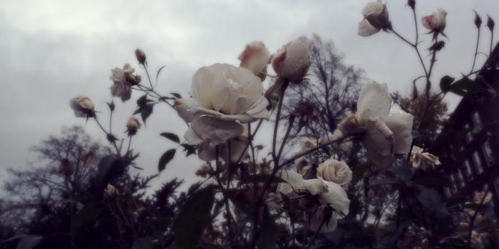 1035x772 eletragesi: Black Roses Tumblr Photography Images