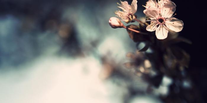 3008x2008 Flowers Wallpaper | 3008x2008 | ID:16414