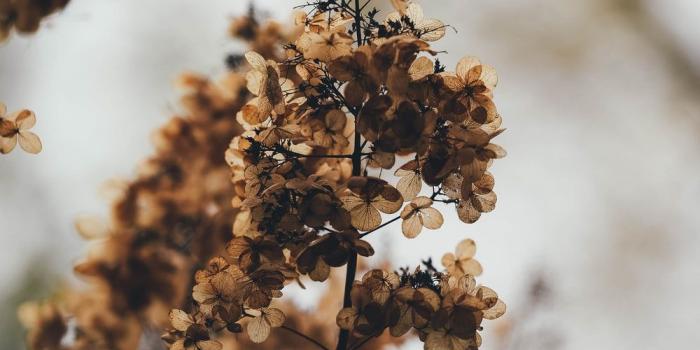 1000x1502 750+ Dead Flower Pictures [HD] | Download Free Images on Unsplash