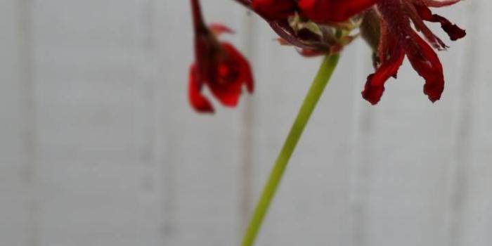 720x1280 Red dead flower wallpaper by DriftingForLife - 21 - Free on ZEDGE™