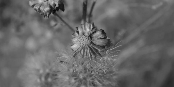 3200x2155 Dead Flowers