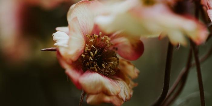 1000x1500 Dried Flower Pictures [HD] | Download Free Images on Unsplash