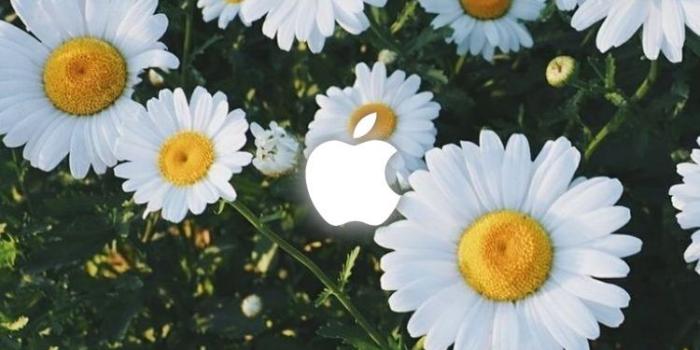 750x1335 Download Dead Flower Iphone Wallpaper For Your Phone & Smartphone