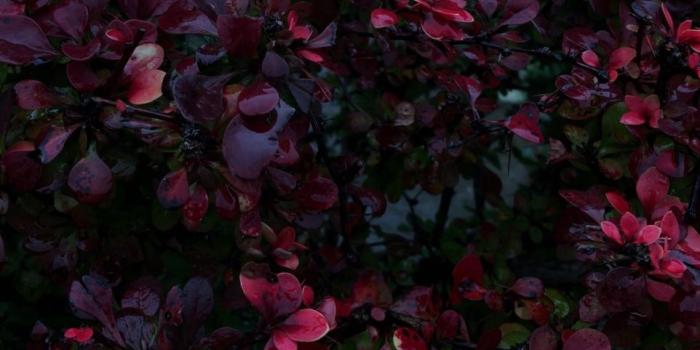 962x1280 Image about flowers in wallpapers by Dead on We Heart It