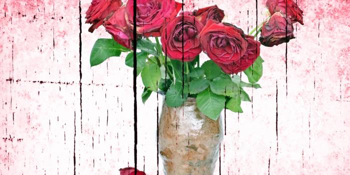 1920x1271 Download free photo of Rose,dead,wilted,flower,white - from