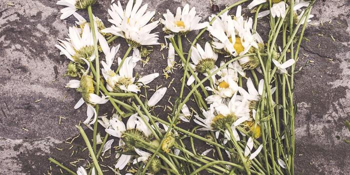 1600x1024 Flowers, Marguerites, Destroyed, Dead, HD Nature Images, Wallpaper