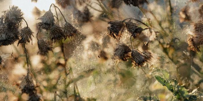 910x1365 dried flowers, greenhouse, vintage, grunge, old, window, dead